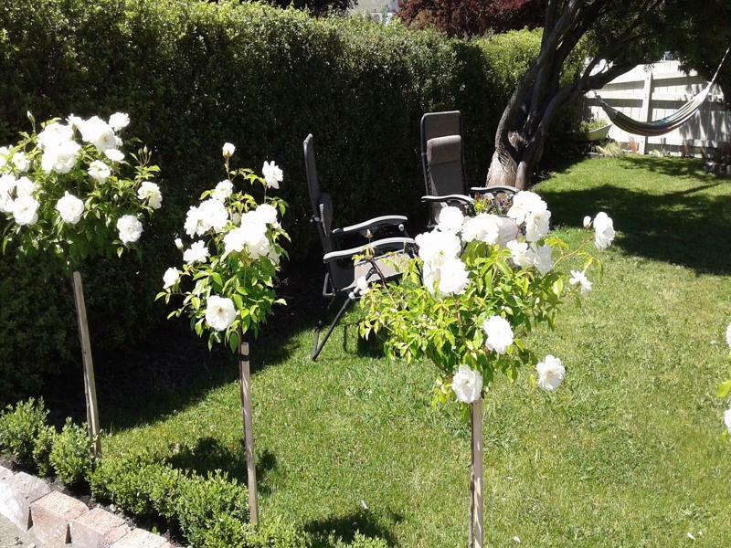 Coeden Cottage Blenheim Buitenkant foto